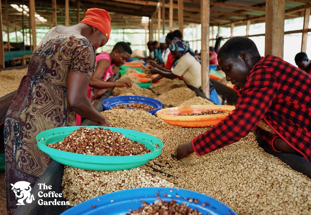 Workers sorting coffee cherries at a Coffee Gardens washing station in Uganda