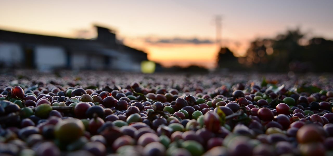 Coffee cherries on the branch
