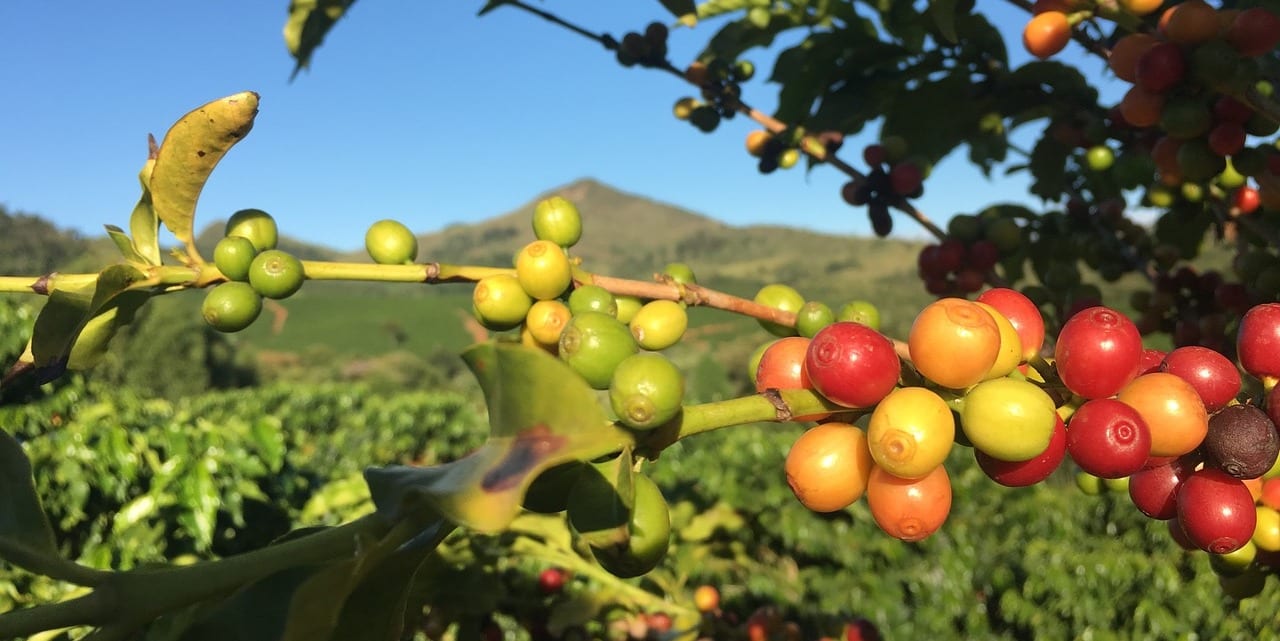 Coffee beans drying