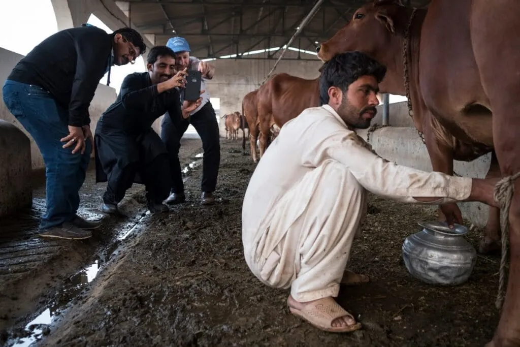 Dairy farming in Pakistan, part of Oikoi's agricultural data work