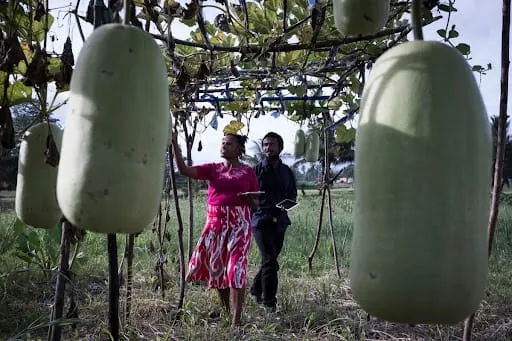 Cattle farming in Vanuatu, where Oikoi supports agricultural data collection