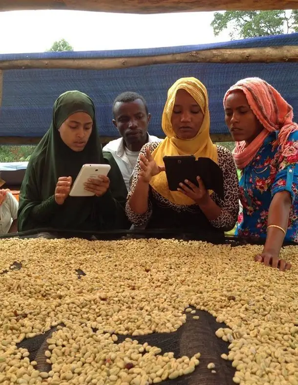 TechnoServe agricultural M&E program
